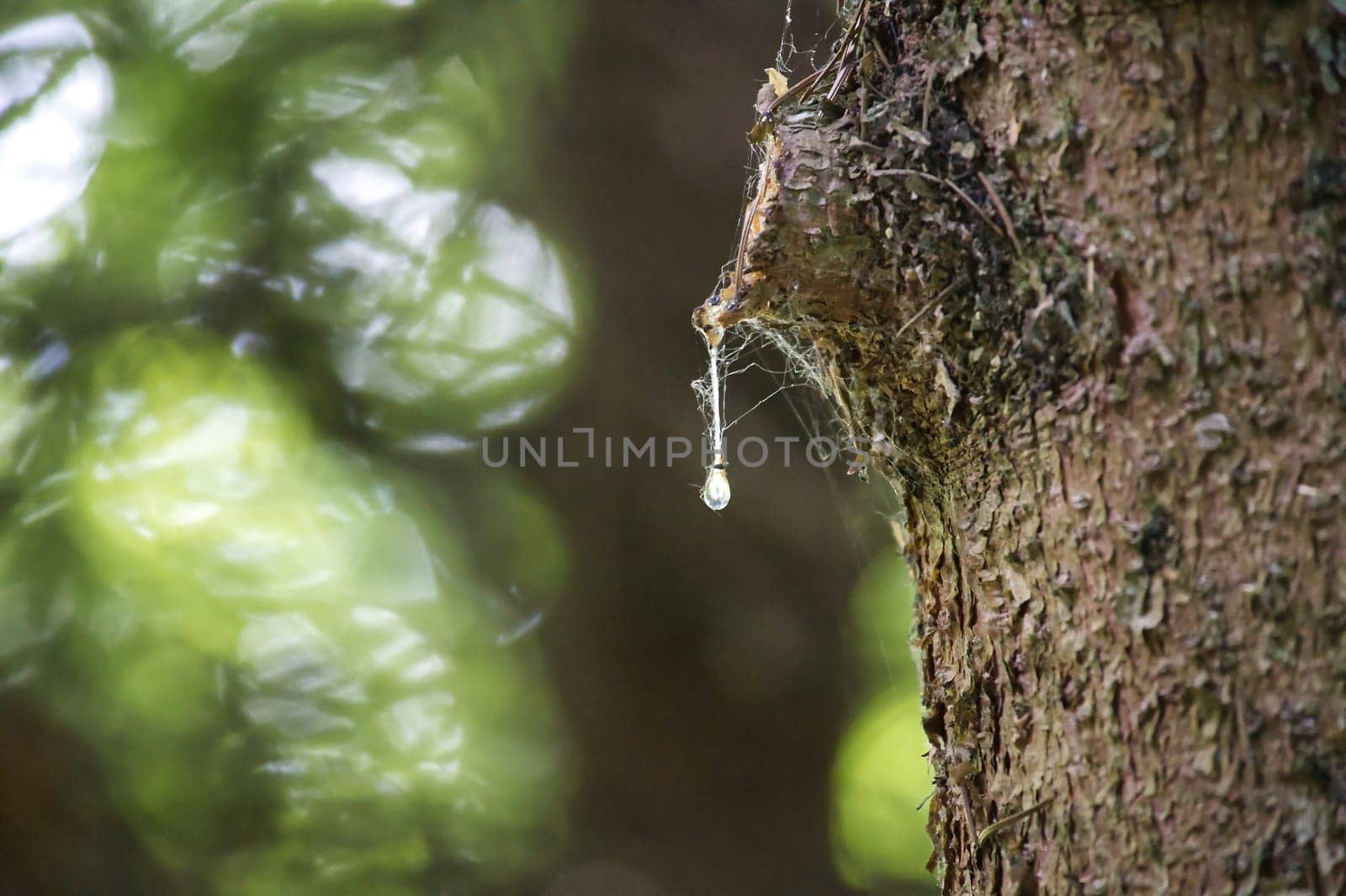 Detailed macro shot of a tree trunk with a clear drop of resin, highlighting natural tree sap in a lush forest setting.