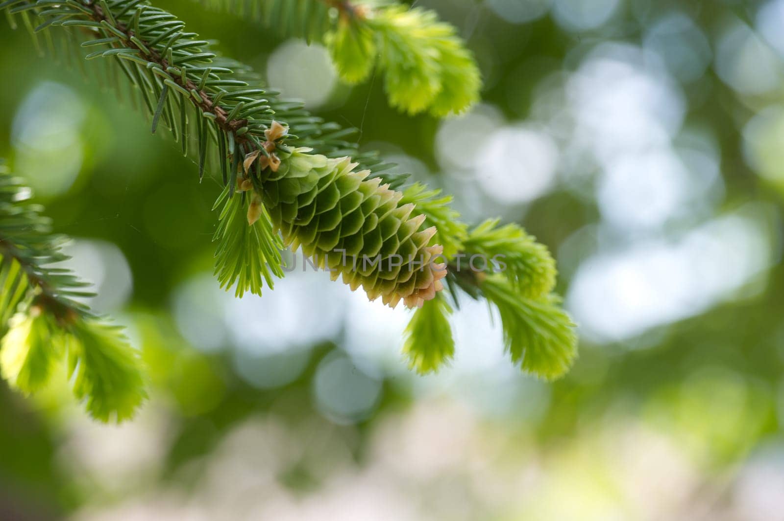Green fir cone on a fir tree branch, young fir cone showing a green hue with hints of pink at its tips over blurred background with light spots