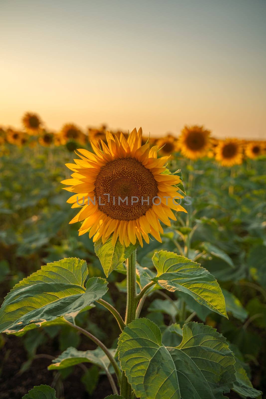 Field sunflowers in the warm light of the setting sun. Summer time. Concept agriculture oil production growing