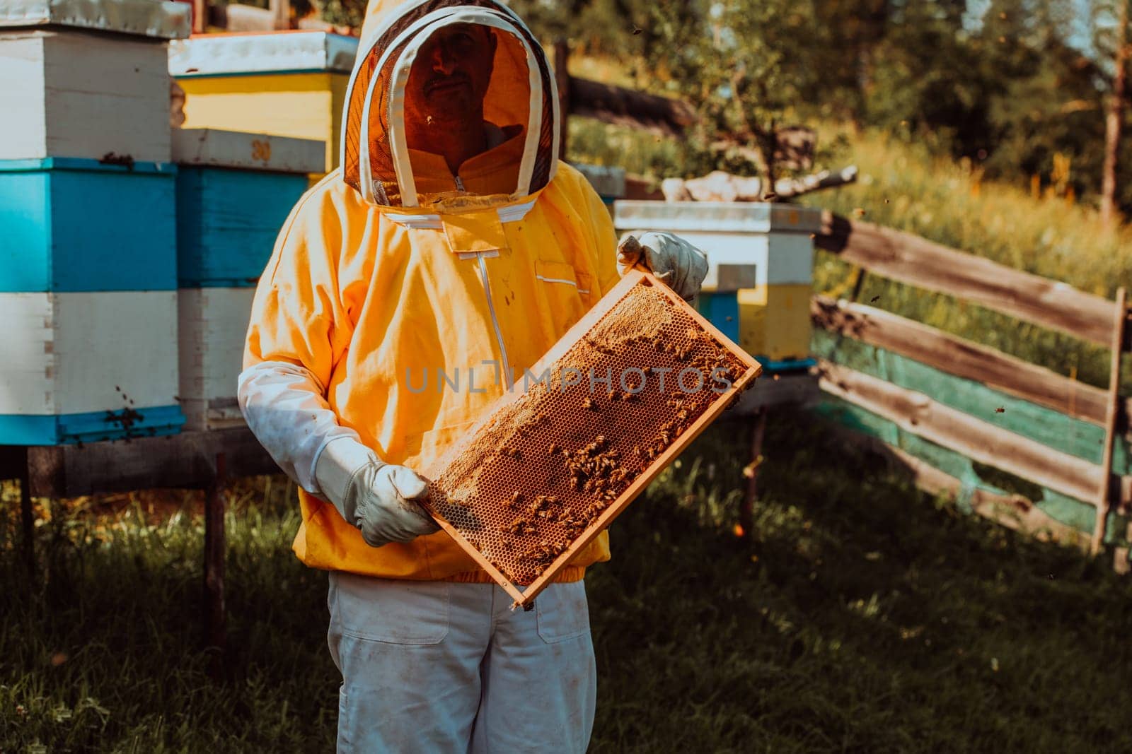 Beekeeper checking honey on the beehive frame in the field. Small business owner on apiary. Natural healthy food produceris working with bees and beehives on the apiary