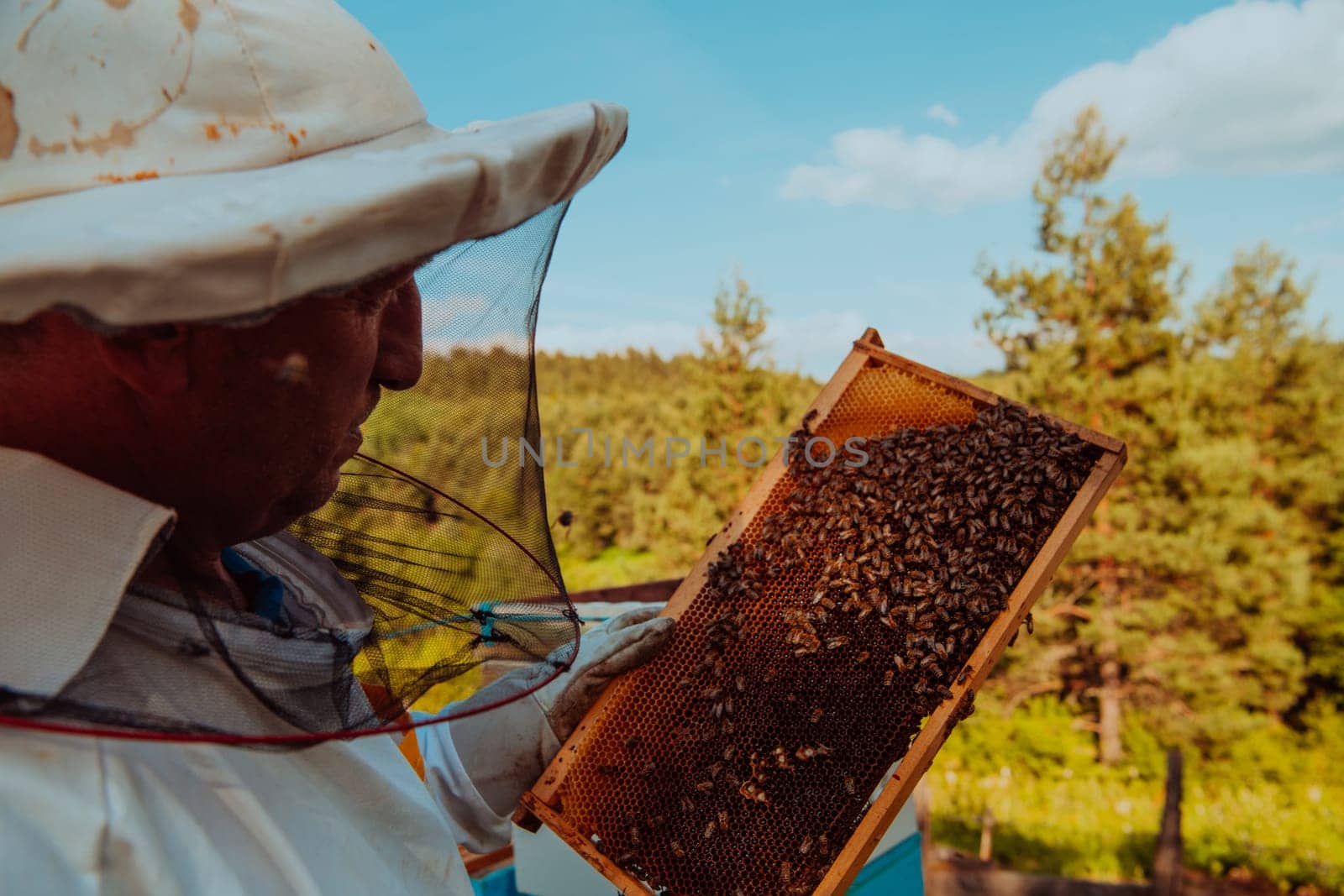 Beekeeper checking honey on the beehive frame in the field. Small business owner on apiary. Natural healthy food produceris working with bees and beehives on the apiary