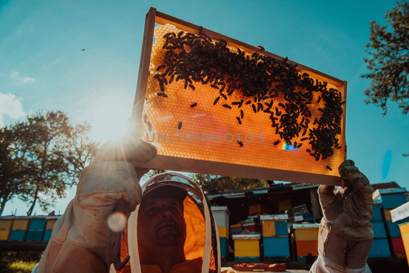 Wide shot of a beekeeper holding the beehive frame filled with honey against the sunlight in the field full of flowers by dotshock