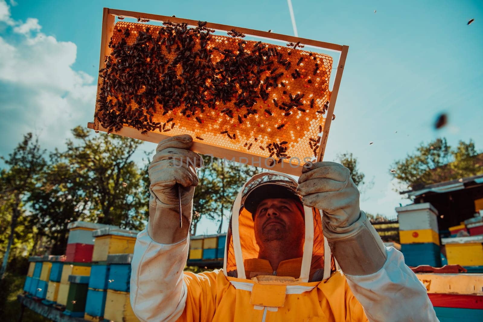 Wide shot of a beekeeper holding the beehive frame filled with honey against the sunlight in the field full of flowers by dotshock