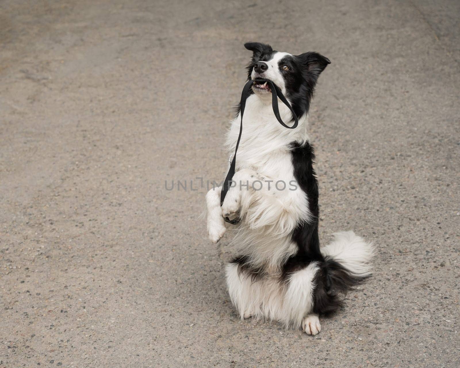 Border collie holding leash in mouth outdoors