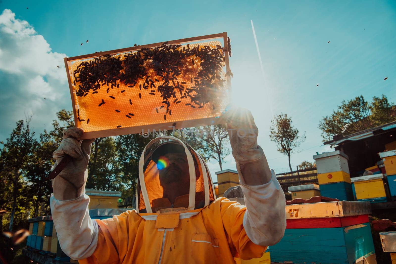 Wide shot of a beekeeper holding the beehive frame filled with honey against the sunlight in the field full of flowers.