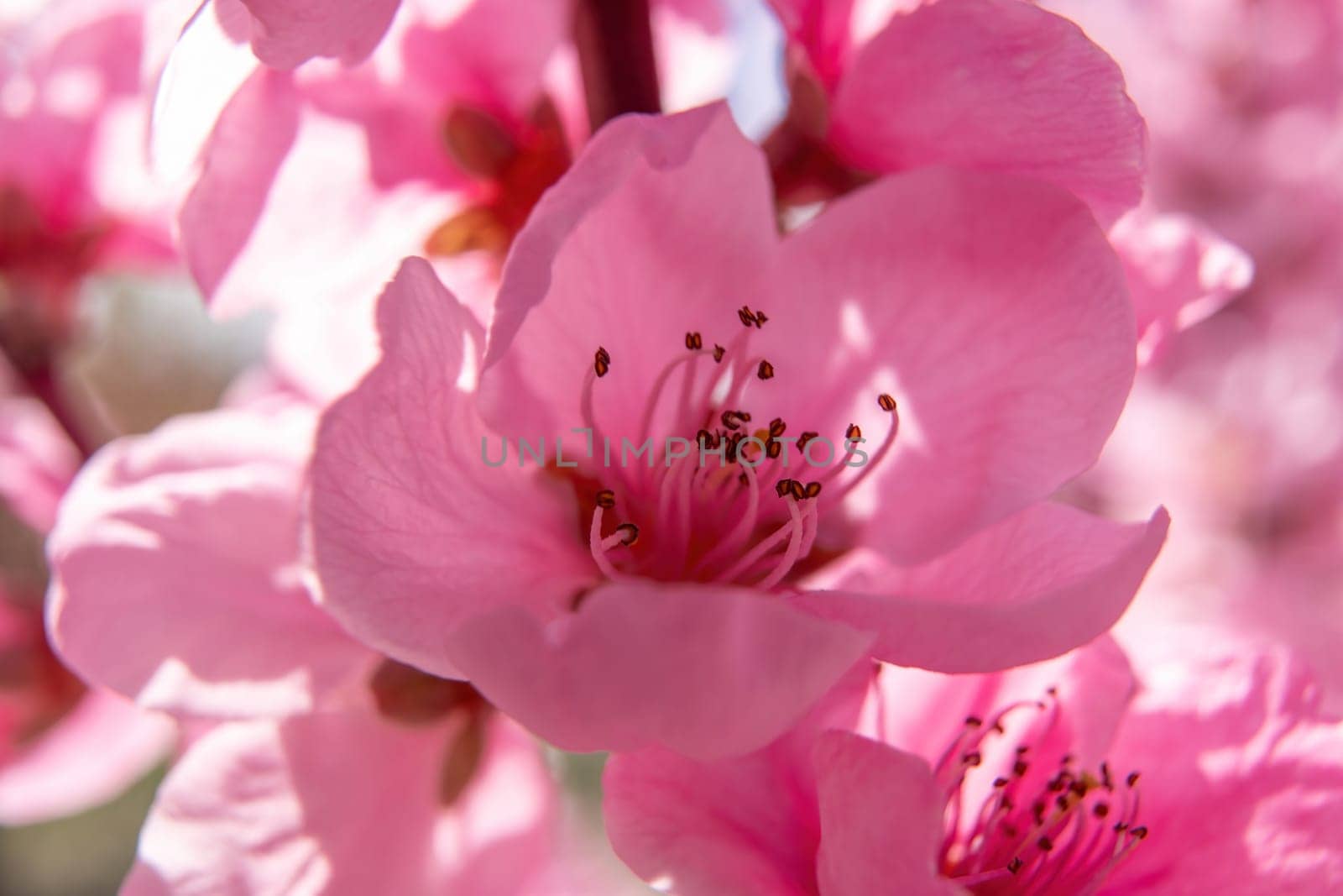 close up pink peach flower with a white center. The flower is surrounded by other pink flowers.