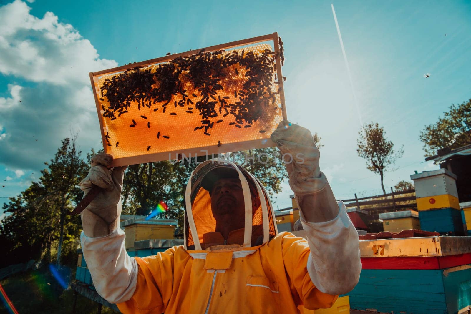 Wide shot of a beekeeper holding the beehive frame filled with honey against the sunlight in the field full of flowers by dotshock