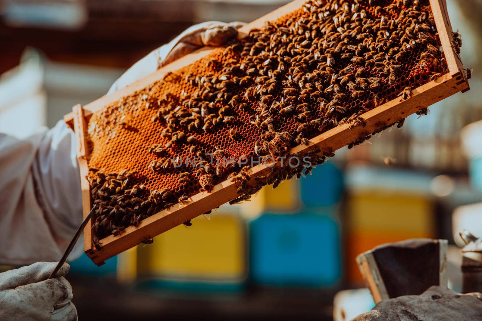 Beekeeper holding the beehive frame filled with honey against the sunlight in the field full of flowers.