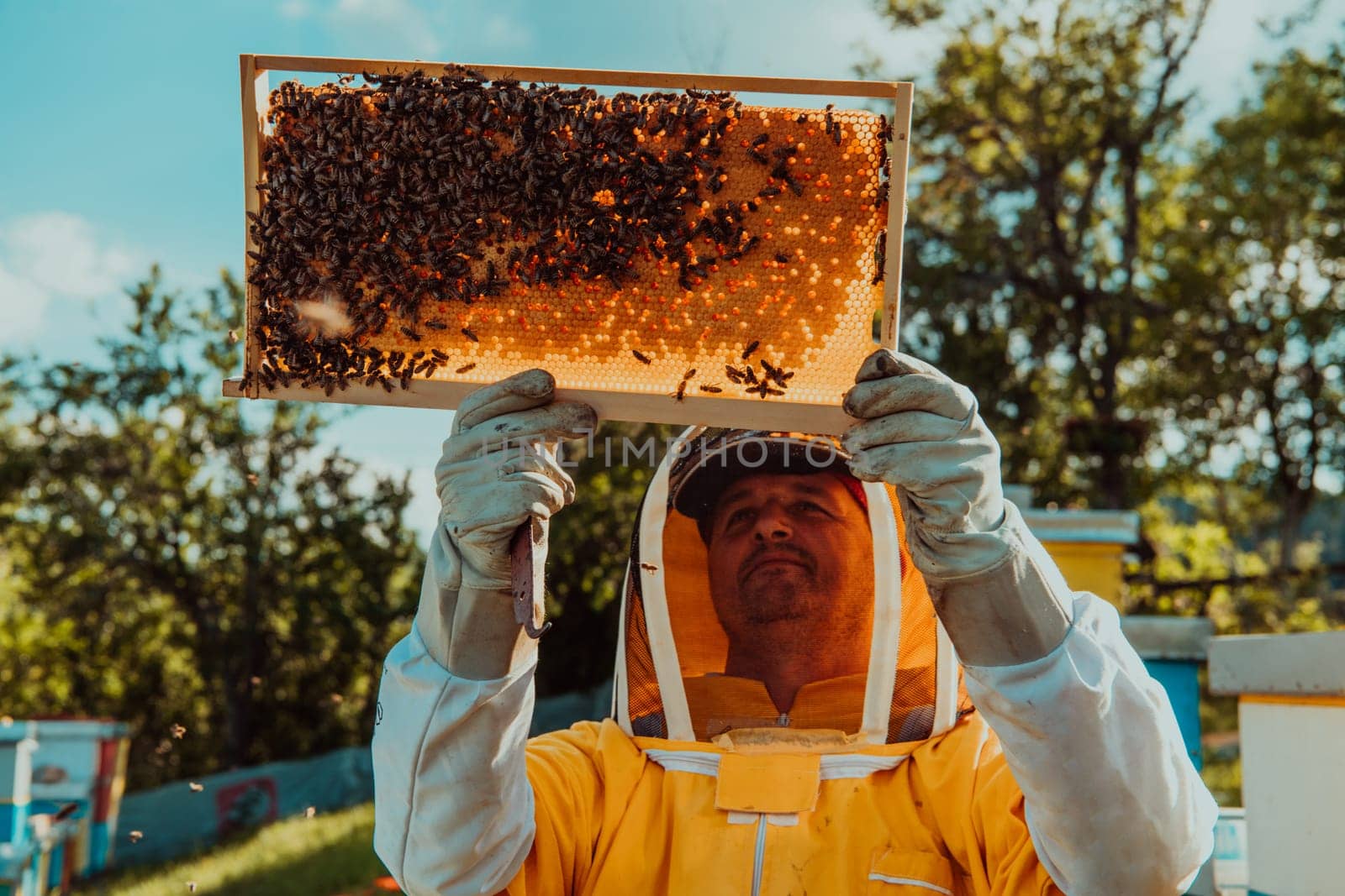 Beekeeper holding the beehive frame filled with honey against the sunlight in the field full of flowers.