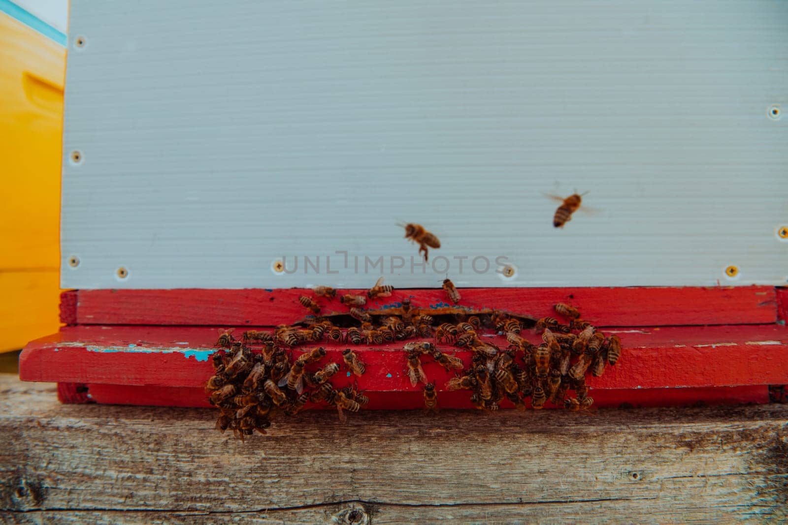 Close up photo of bees hovering around the hive carrying pollen.