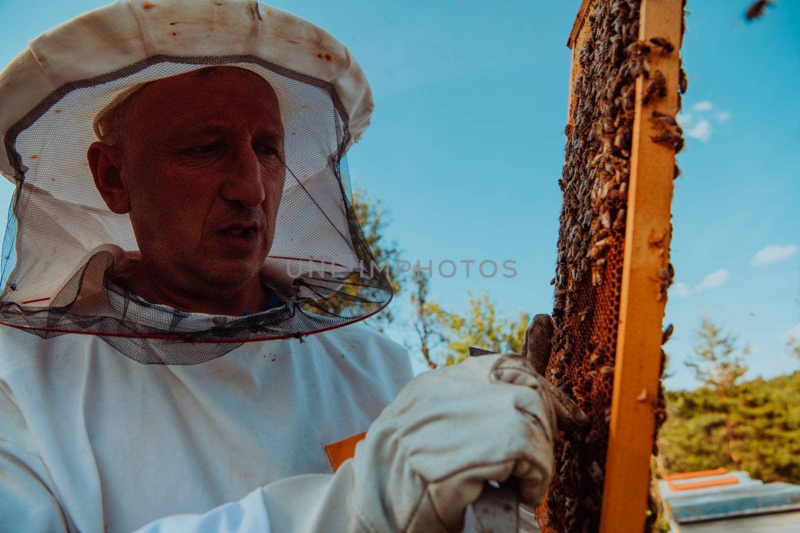 Beekeeper checking honey on the beehive frame in the field. Small business owner on apiary. Natural healthy food produceris working with bees and beehives on the apiary. by dotshock