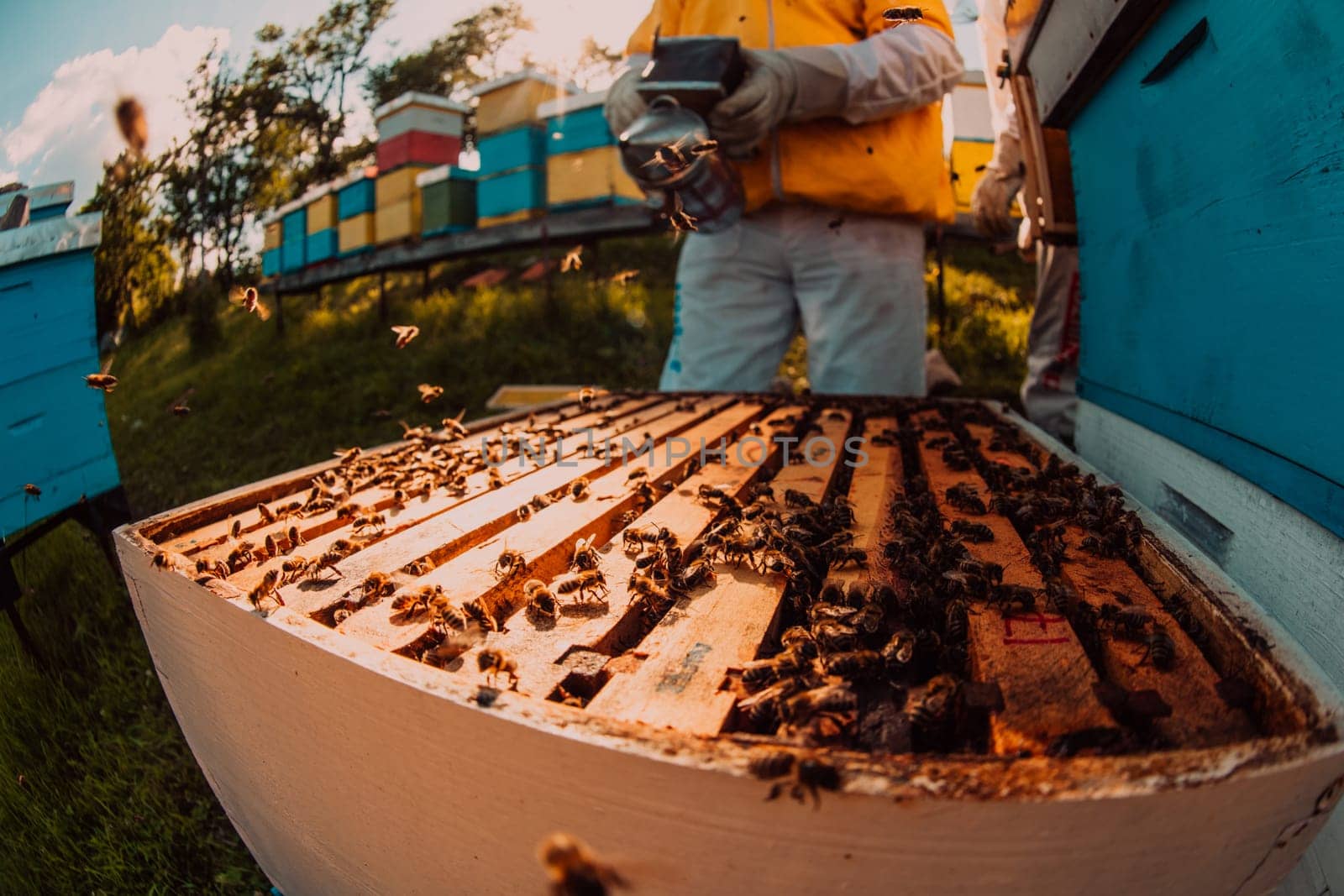 Beekeeper checking honey on the beehive frame in the field. Small business owner on apiary. Natural healthy food produceris working with bees and beehives on the apiary