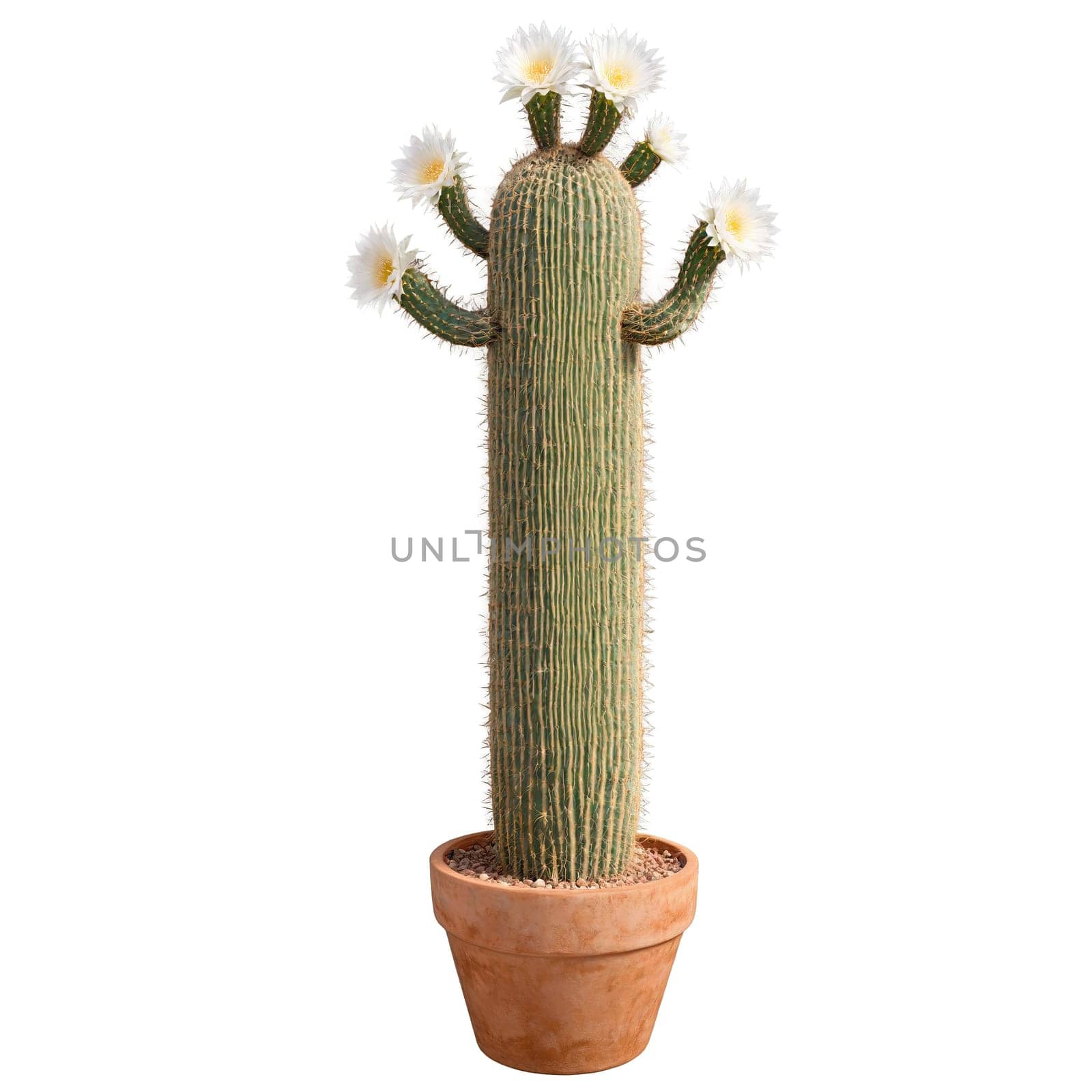 Saguaro Cactus tall columnar cactus with multiple arms and white spines in a large terracotta. Plants isolated on transparent background.