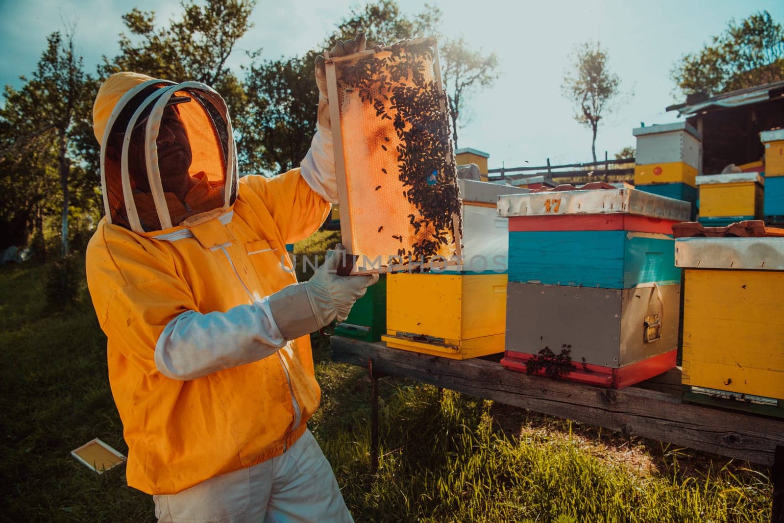 Wide shot of a beekeeper holding the beehive frame filled with honey against the sunlight in the field full of flowers.