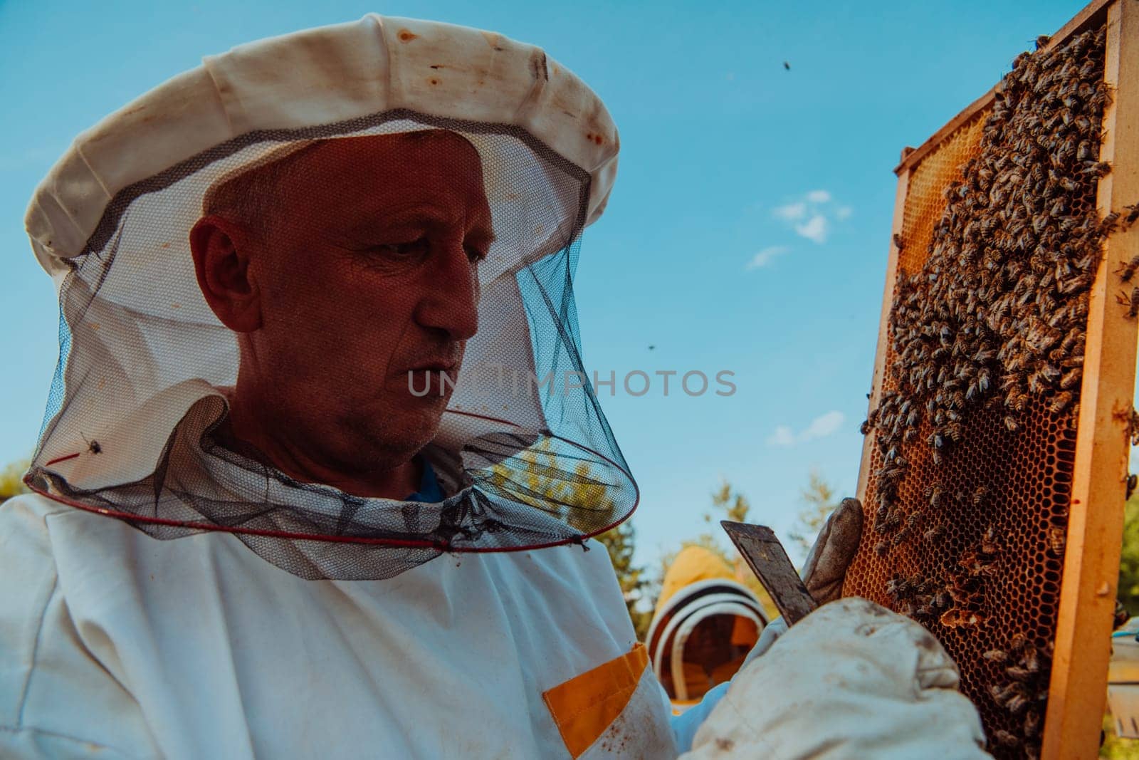 Beekeeper checking honey on the beehive frame in the field. Small business owner on apiary. Natural healthy food produceris working with bees and beehives on the apiary. by dotshock