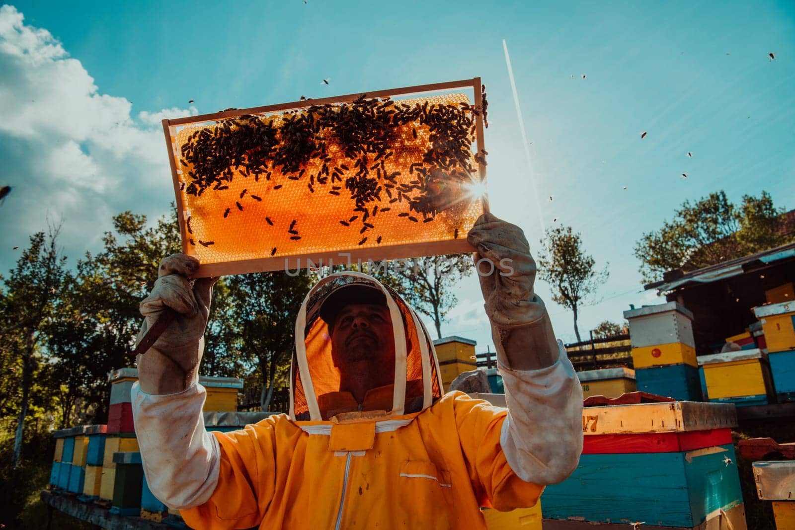 Wide shot of a beekeeper holding the beehive frame filled with honey against the sunlight in the field full of flowers.