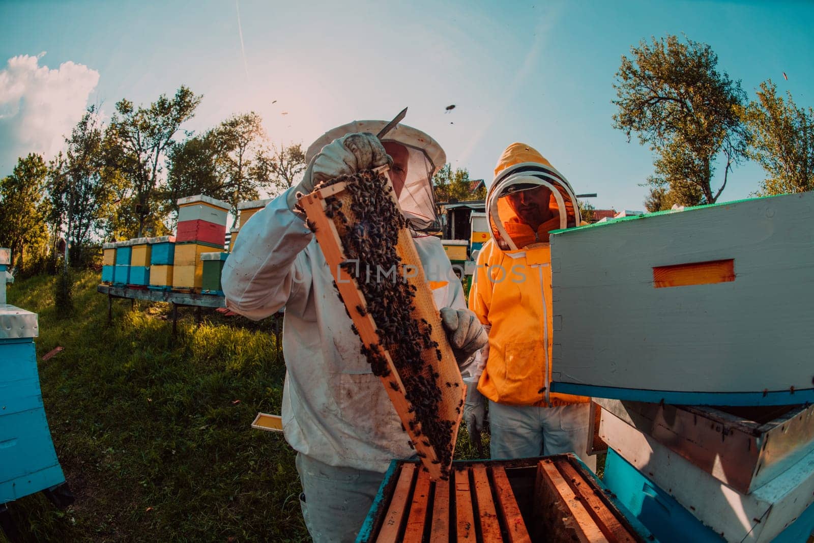 Beekeeper checking honey on the beehive frame in the field. Small business owner on apiary. Natural healthy food produceris working with bees and beehives on the apiary