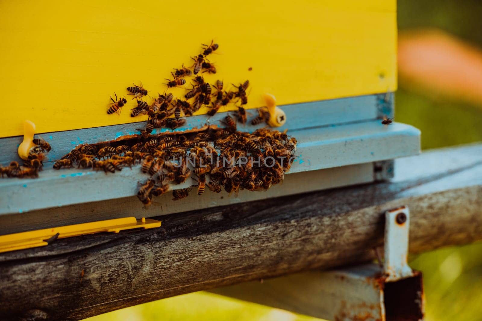 Close up photo of bees hovering around the hive carrying pollen.