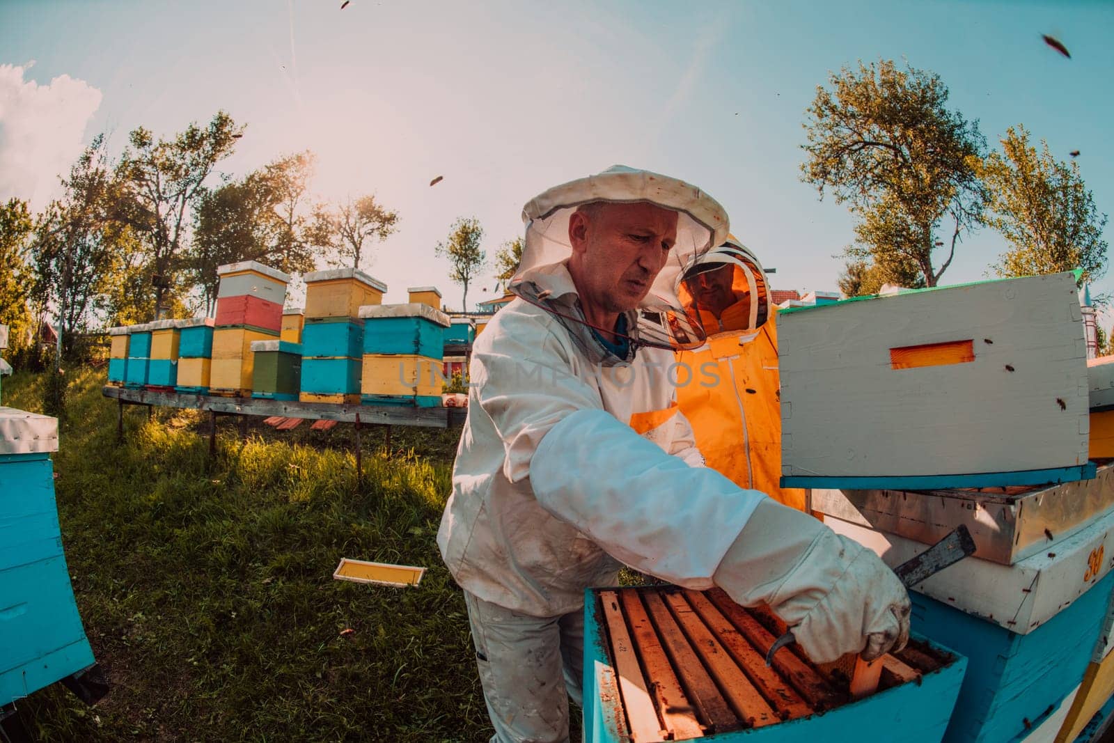 Beekeeper checking honey on the beehive frame in the field. Small business owner on apiary. Natural healthy food produceris working with bees and beehives on the apiary