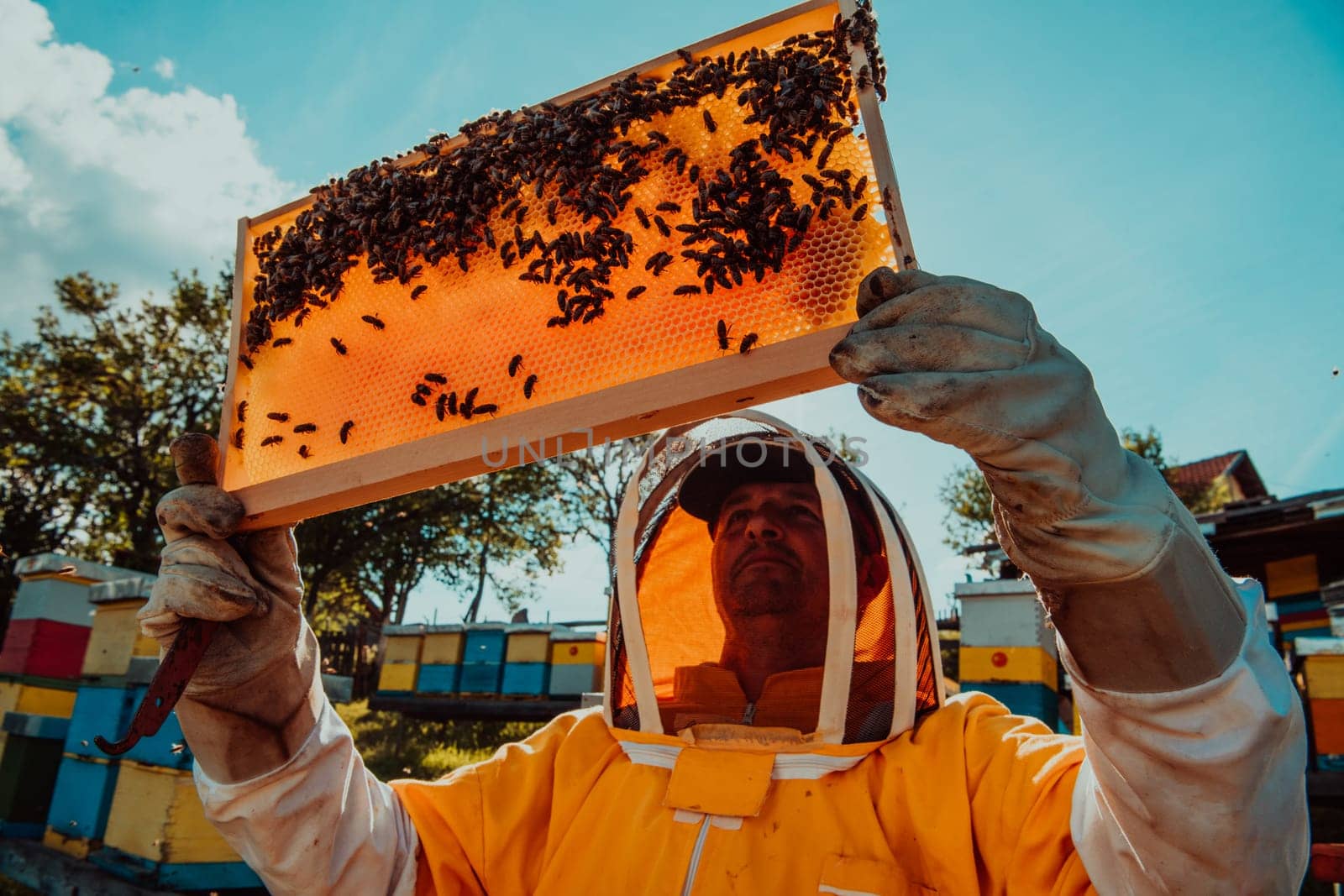 Wide shot of a beekeeper holding the beehive frame filled with honey against the sunlight in the field full of flowers.