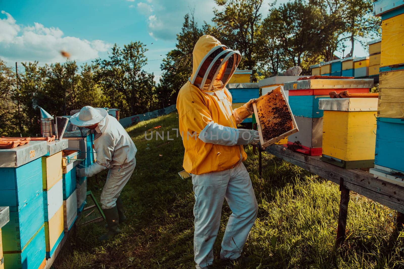 Beekeeper checking honey on the beehive frame in the field. Small business owner on apiary. Natural healthy food produceris working with bees and beehives on the apiary