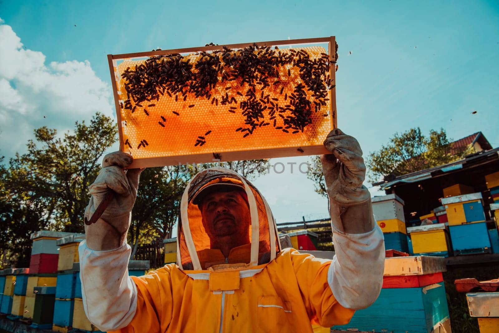Wide shot of a beekeeper holding the beehive frame filled with honey against the sunlight in the field full of flowers.