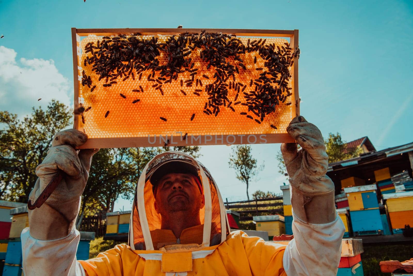 Wide shot of a beekeeper holding the beehive frame filled with honey against the sunlight in the field full of flowers.