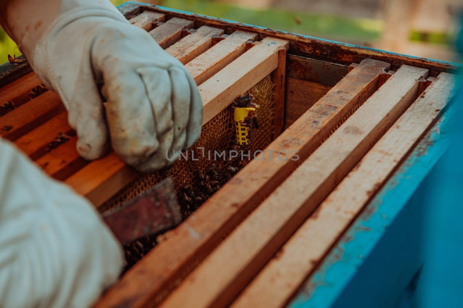 The beekeeper checks the queens for the honeycomb. Beekeepers check honey quality and honey parasites. A beekeeper works with bees and beehives in an apiary.