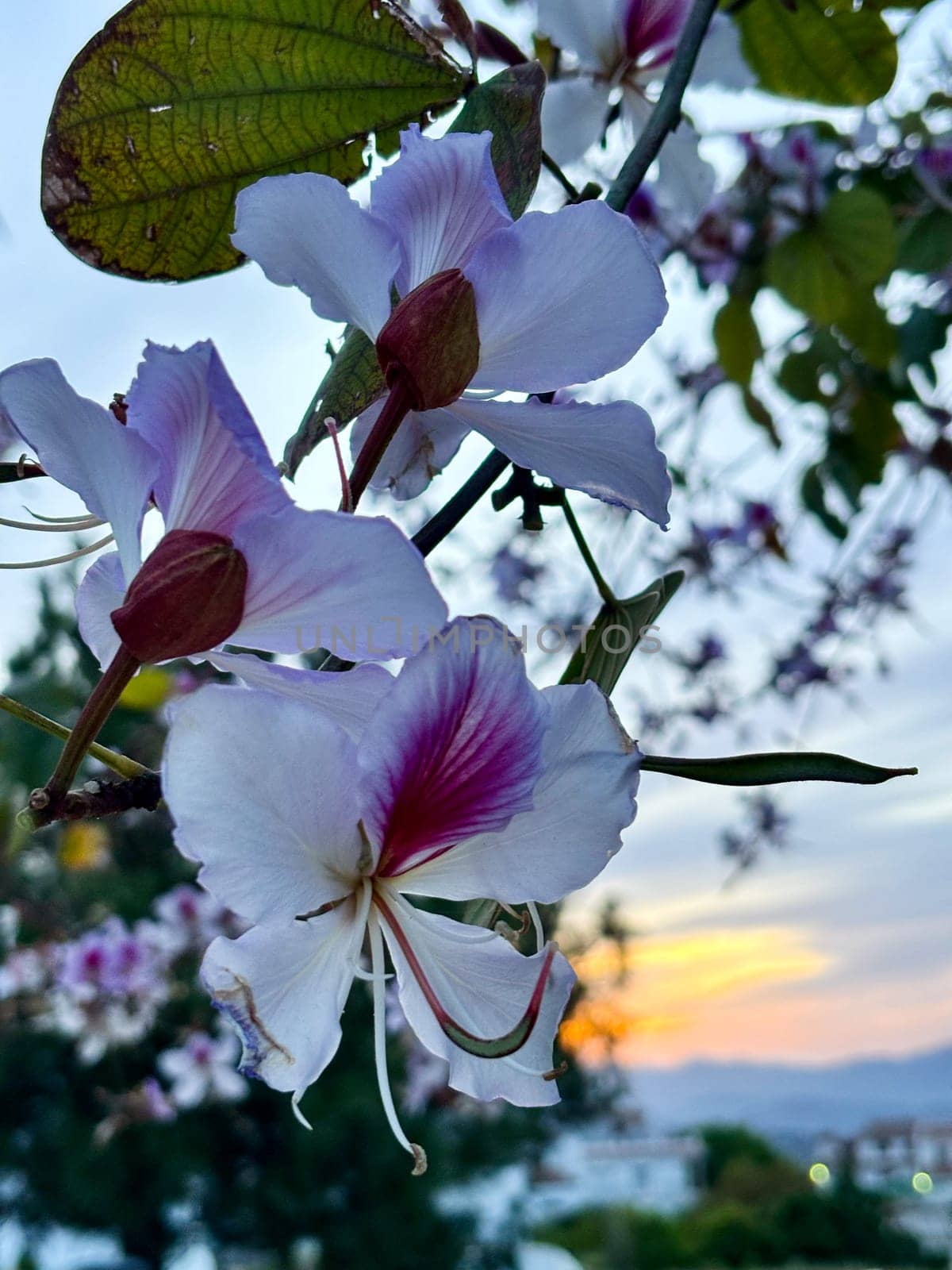 Orchid tree (Bauhinia purpurea) flowers Close up sunset in the background. Common name Purple bauhinia,camel's foot,butterfly tree,and Hawaiian orchid tree. High quality photo