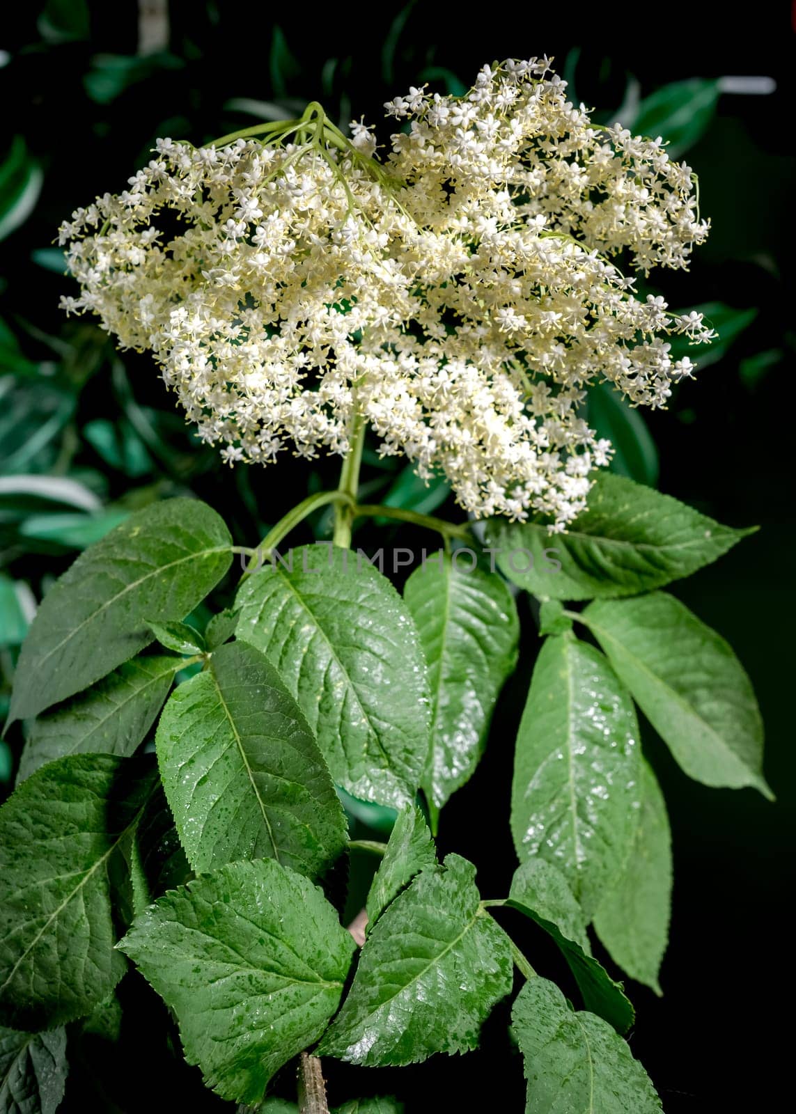 Blooming white sambucus on a green background by Multipedia