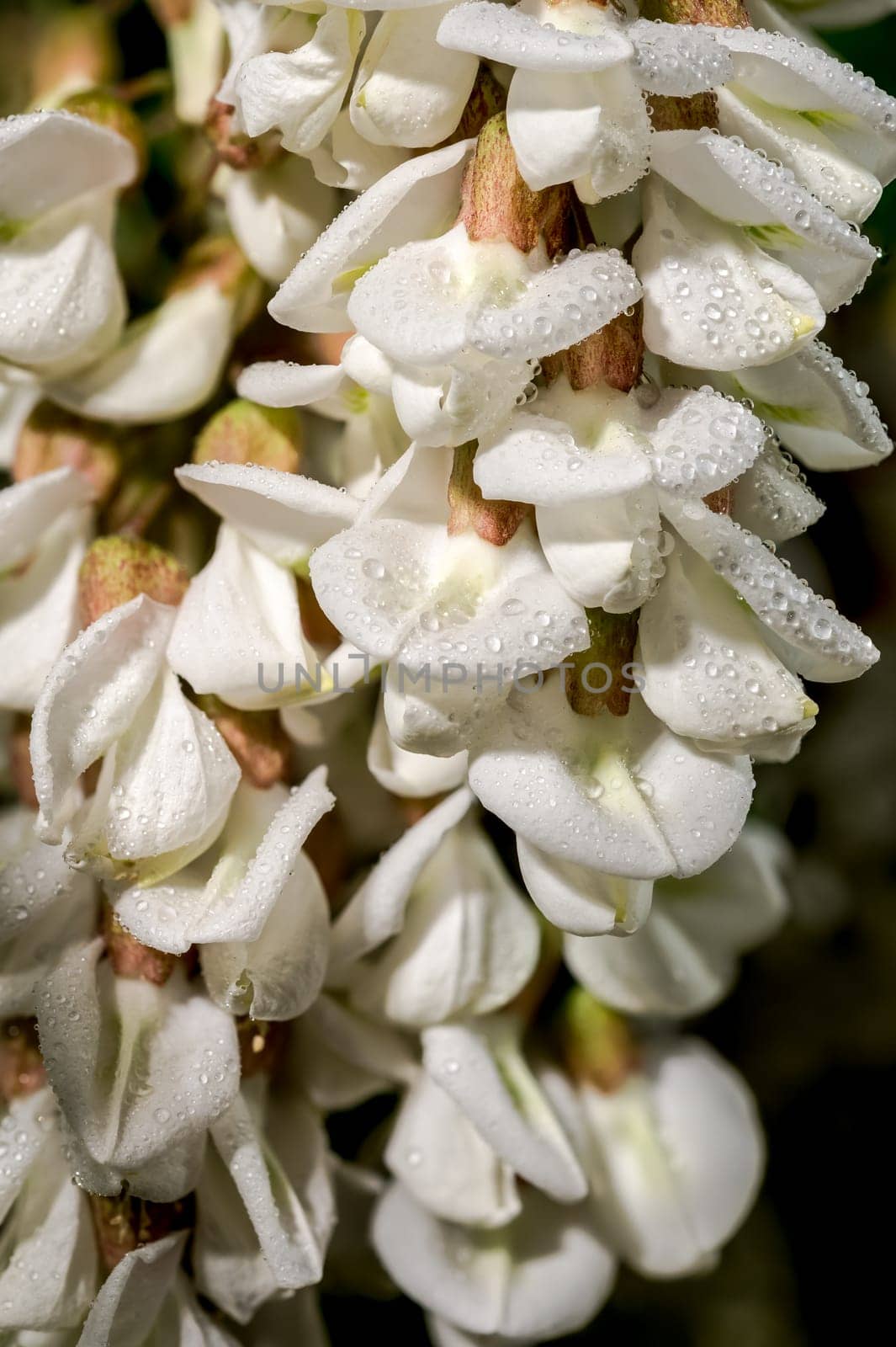 Blooming white acacia on a black background by Multipedia