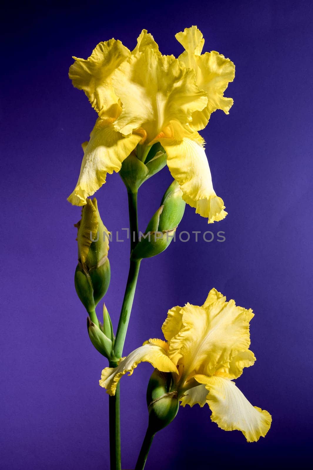 Blooming yellow iris on a purple background by Multipedia