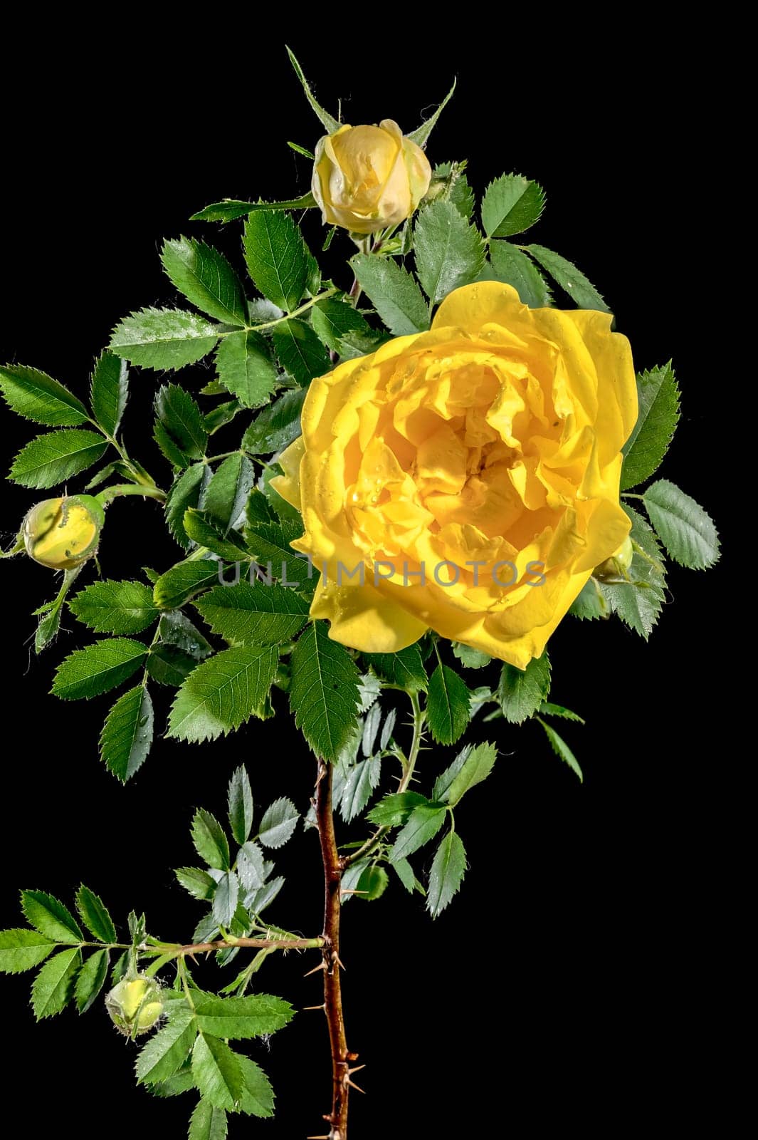 Blooming yellow Climbing rose Golden Showers on a black background by Multipedia