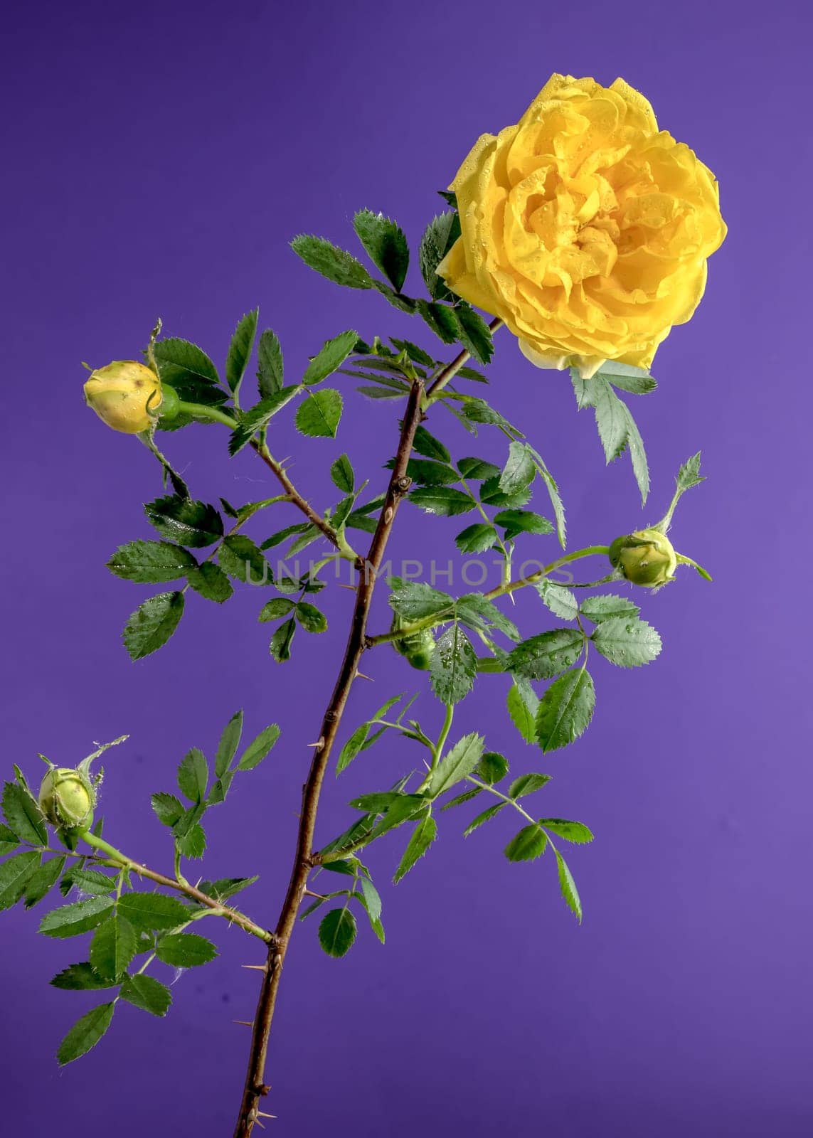 Beautiful Blooming yellow Climbing rose Golden Showers on a purple background. Flower head close-up.