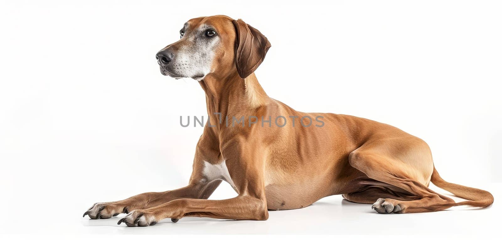 A profile view of an Azawakh hound captures its sleek silhouette and the fine structure of its head, with ears folded back and a gaze fixed in distance. Its epitomize the breed's aristocratic nature. by sfinks