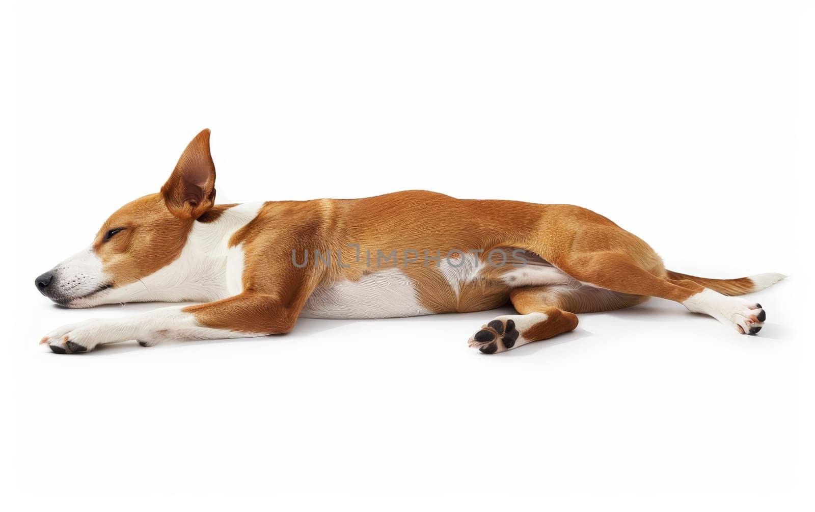 A Basenji dog lies in serene slumber, its sleek body stretched out against a white backdrop