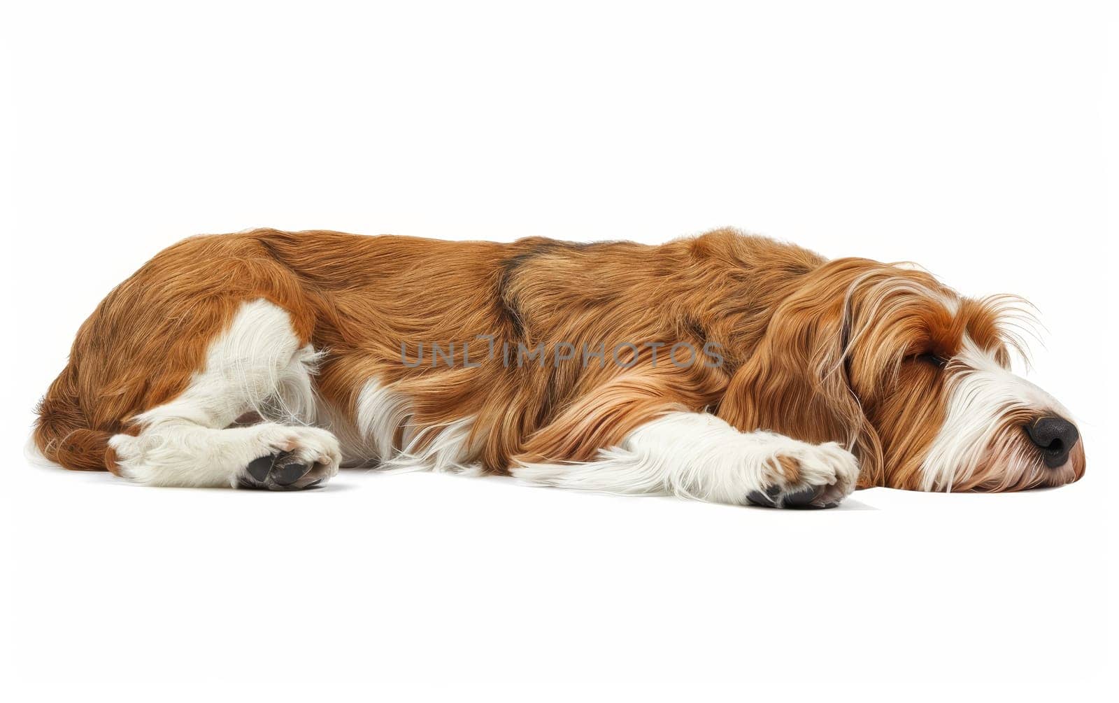 This Basset Griffon Vendeen naps undisturbed, its body language reflecting pure relaxation. The dog's russet fur provides a striking contrast to the simple white background