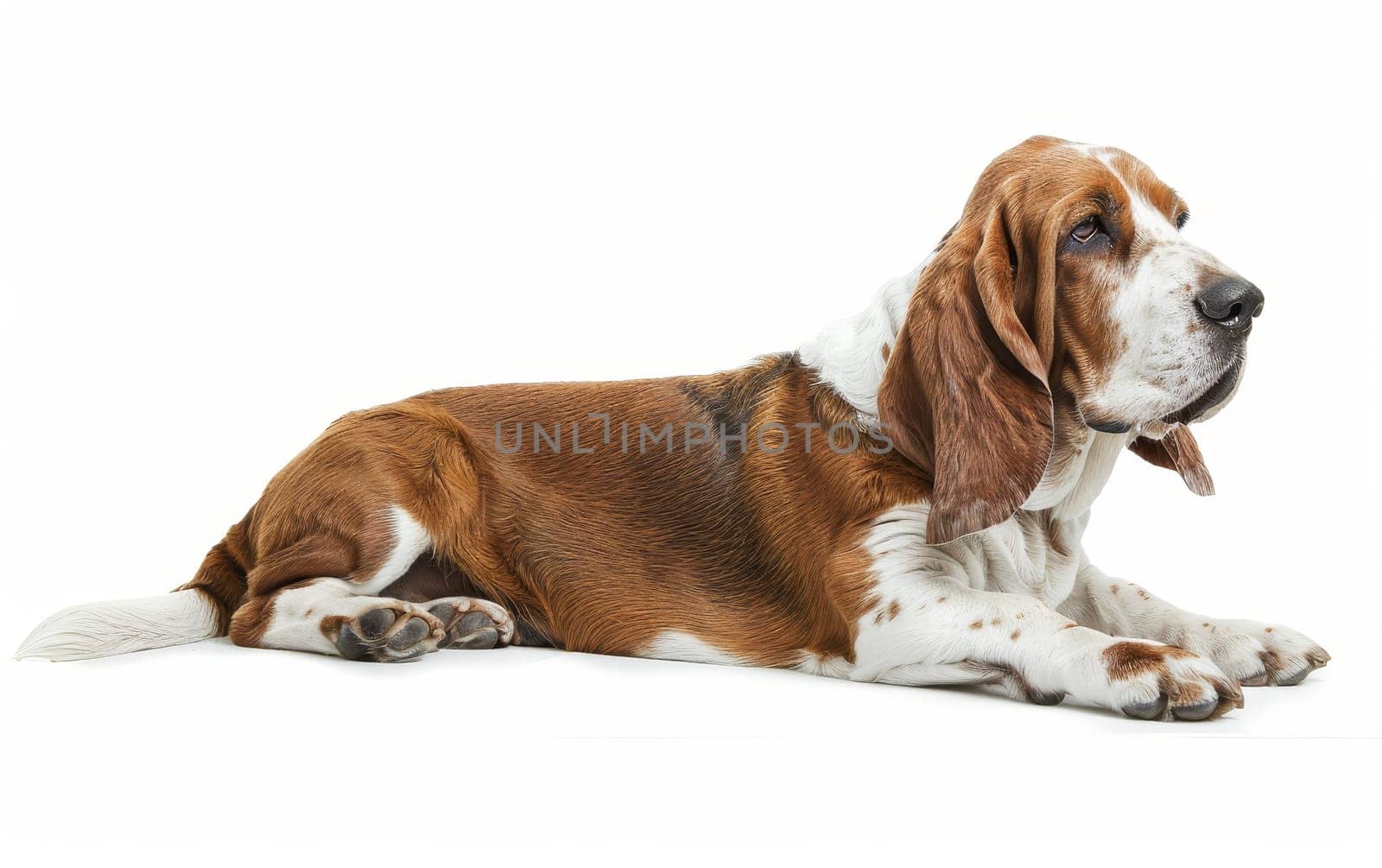 A serene Basset Hound lies gracefully, its brown and white coat spreading out on the floor. The dog's calm demeanor is a picture of tranquility