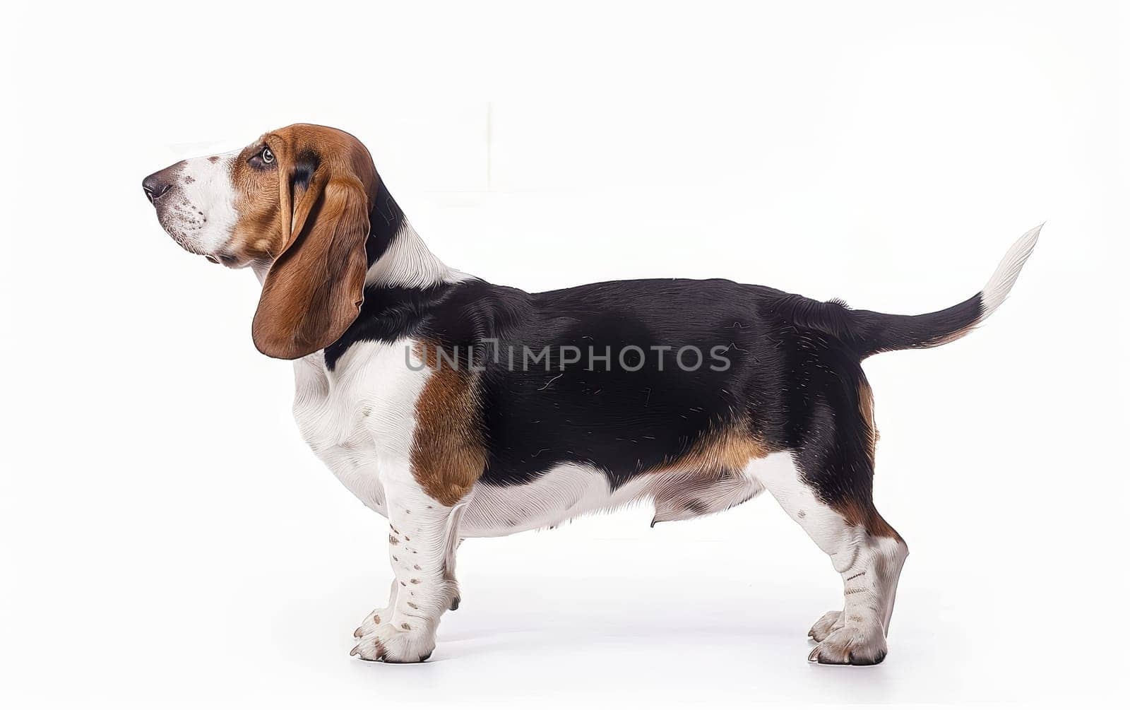 A serene Basset Hound stands gracefully, showcasing its well-proportioned body and classic breed features against a white studio backdrop. by sfinks