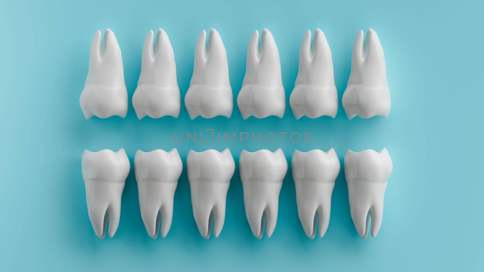 A 3D rendering of twelve white molars arranged in two rows against a light blue background.