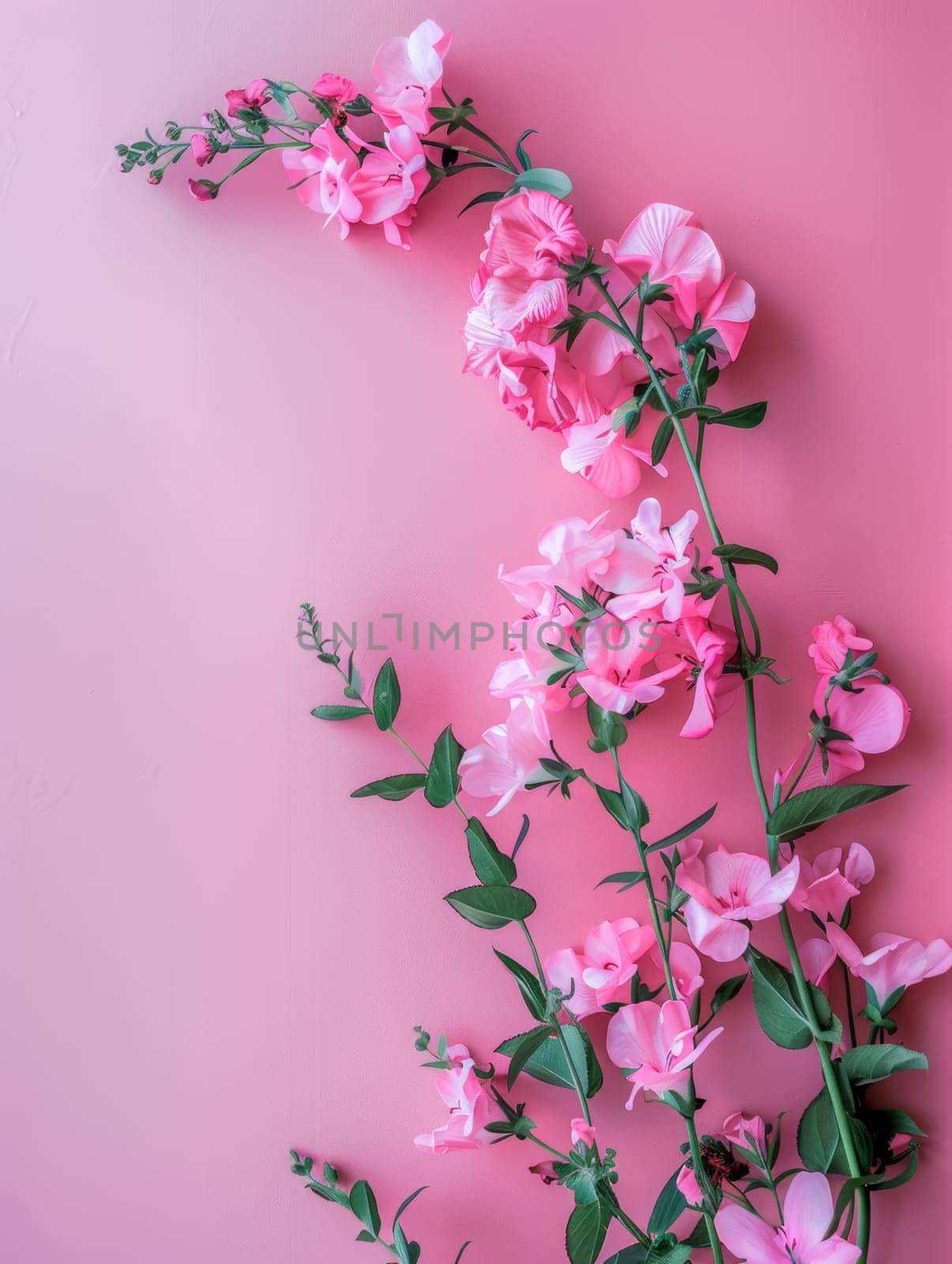 Vibrant pink sweet pea flowers cascade against a soft pink background, offering a visual celebration of spring joyful bloom.