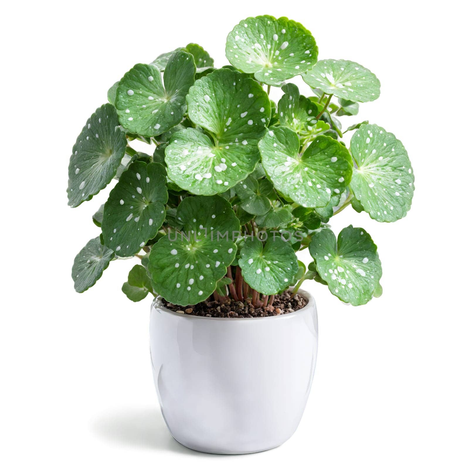 Pilea Cadierei small green leaves with silver spots growing in a compact arrangement in a by panophotograph