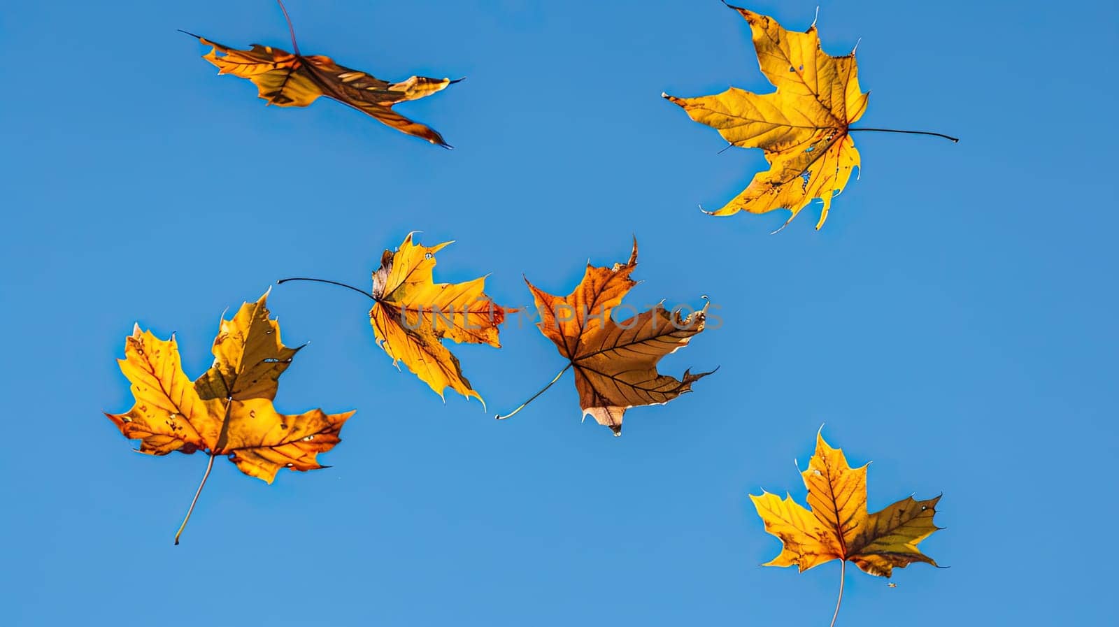 Autumn leaves are flying against the sky. Selective focus. nature.