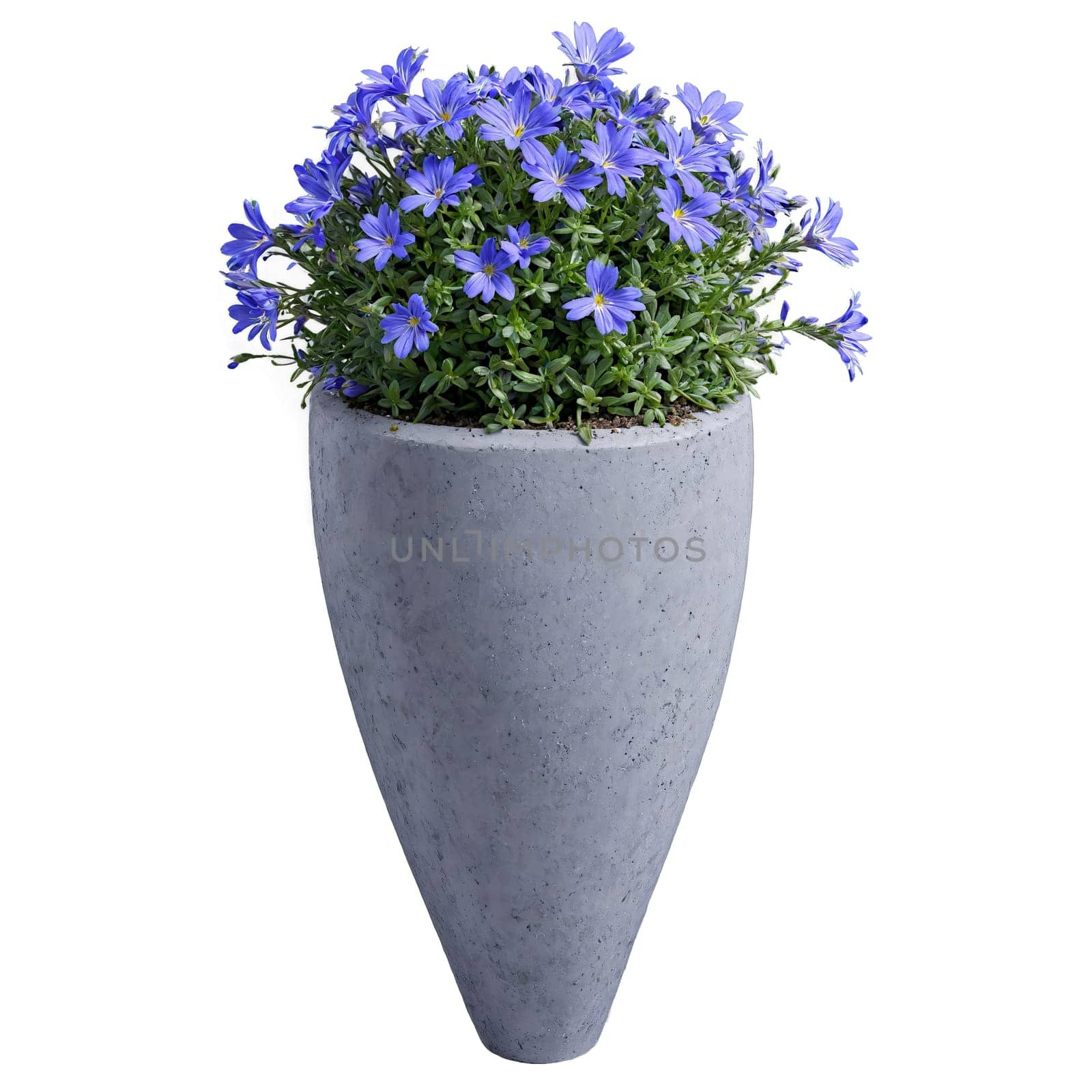 Scaevola cascading blue fan shaped flowers in a gray concrete planter stems trailing over the. Plants isolated on transparent background.