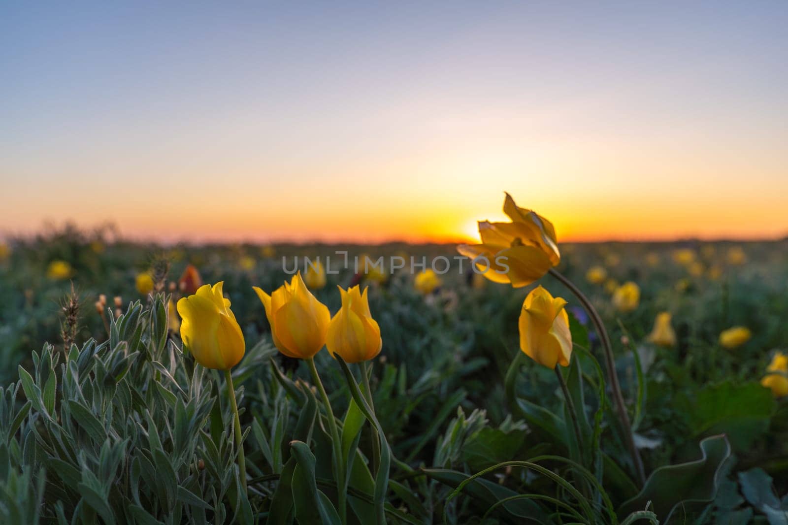 Field of yellow wild tulips with a sun in the background. The sun is setting, creating a warm and peaceful atmosphere.