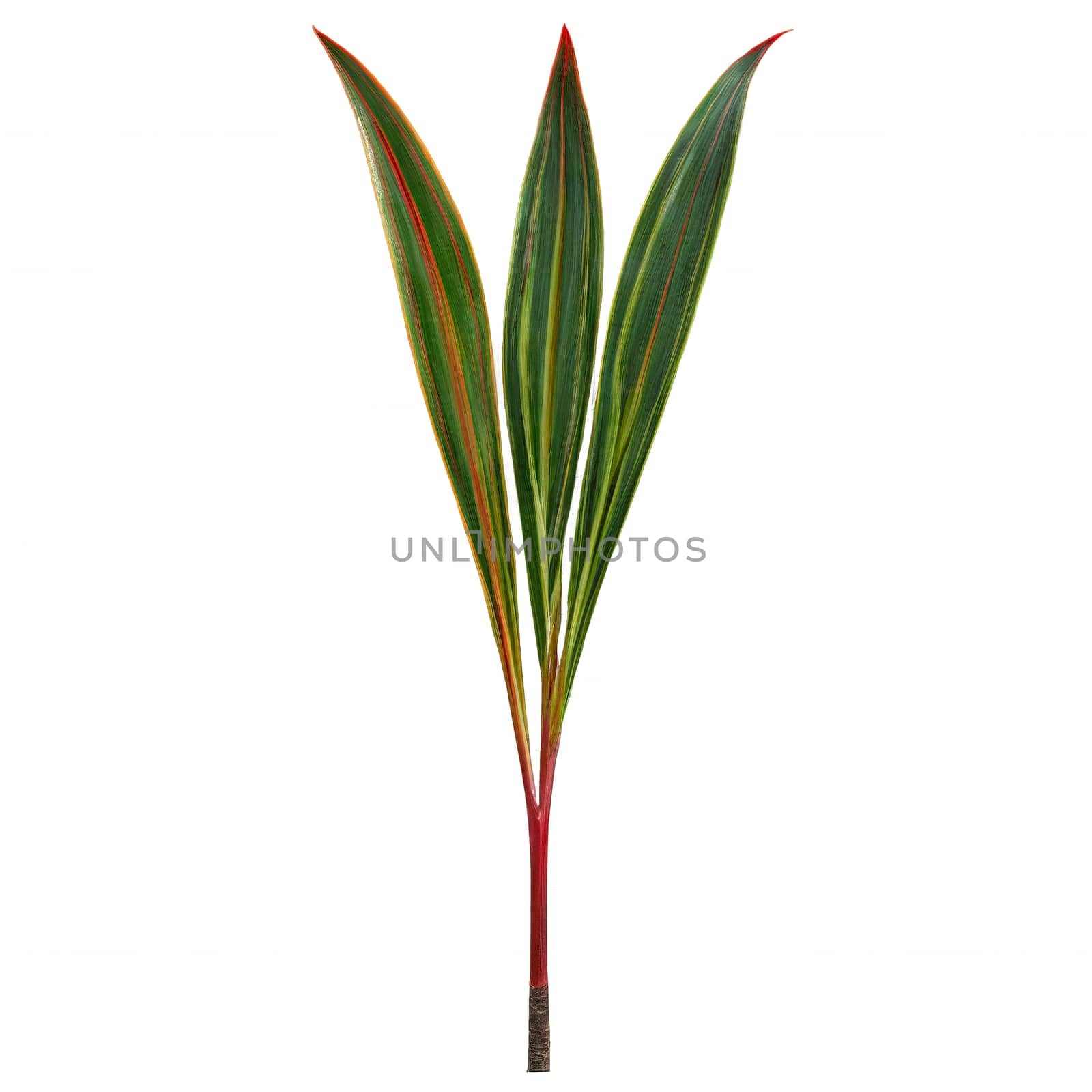 Dracaena leaf long sword shaped leaf with red and green striped variegation Dracaena marginata by Matiunina