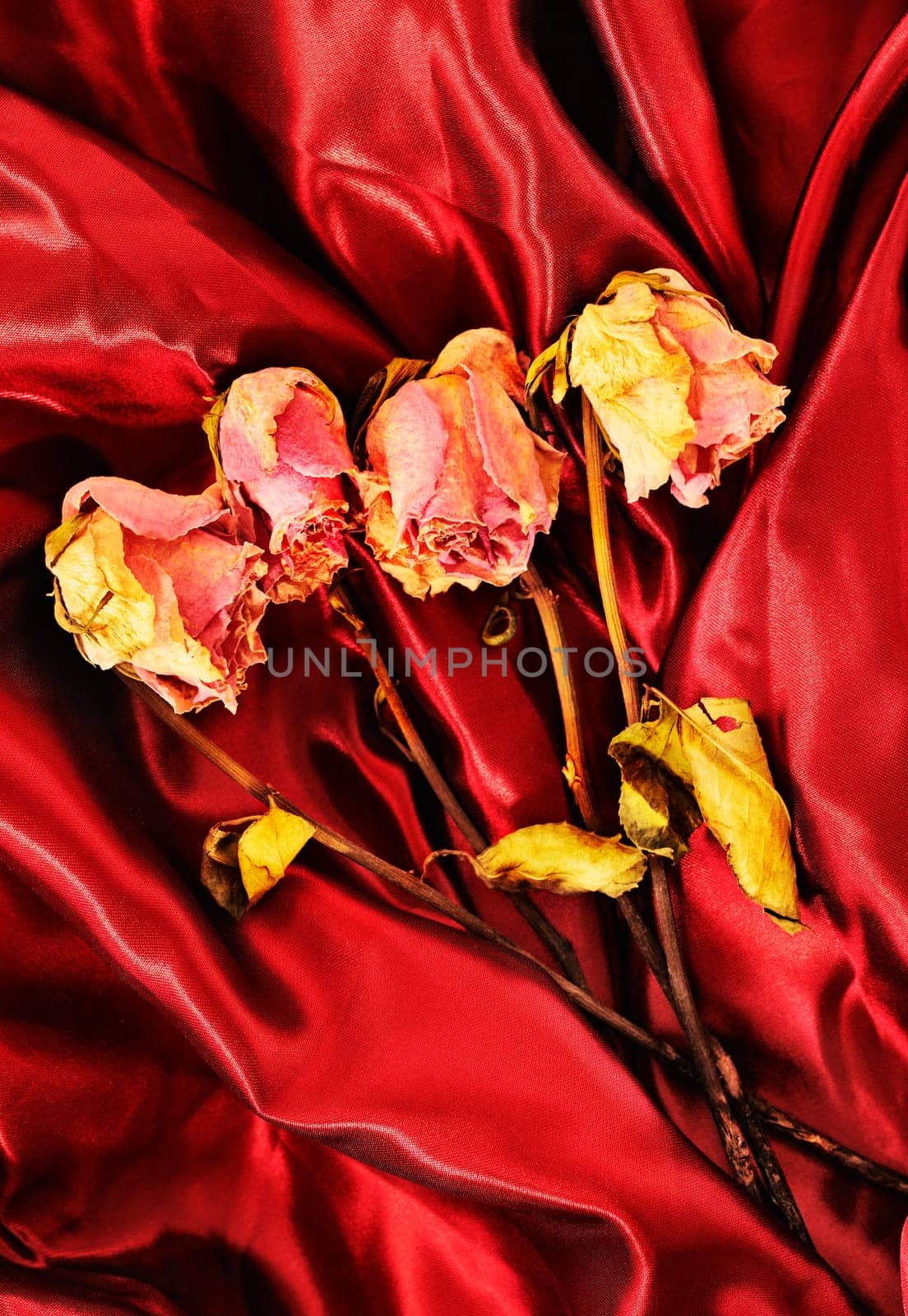 Pink dried  rose flowers on red background  , memories and romantic activity