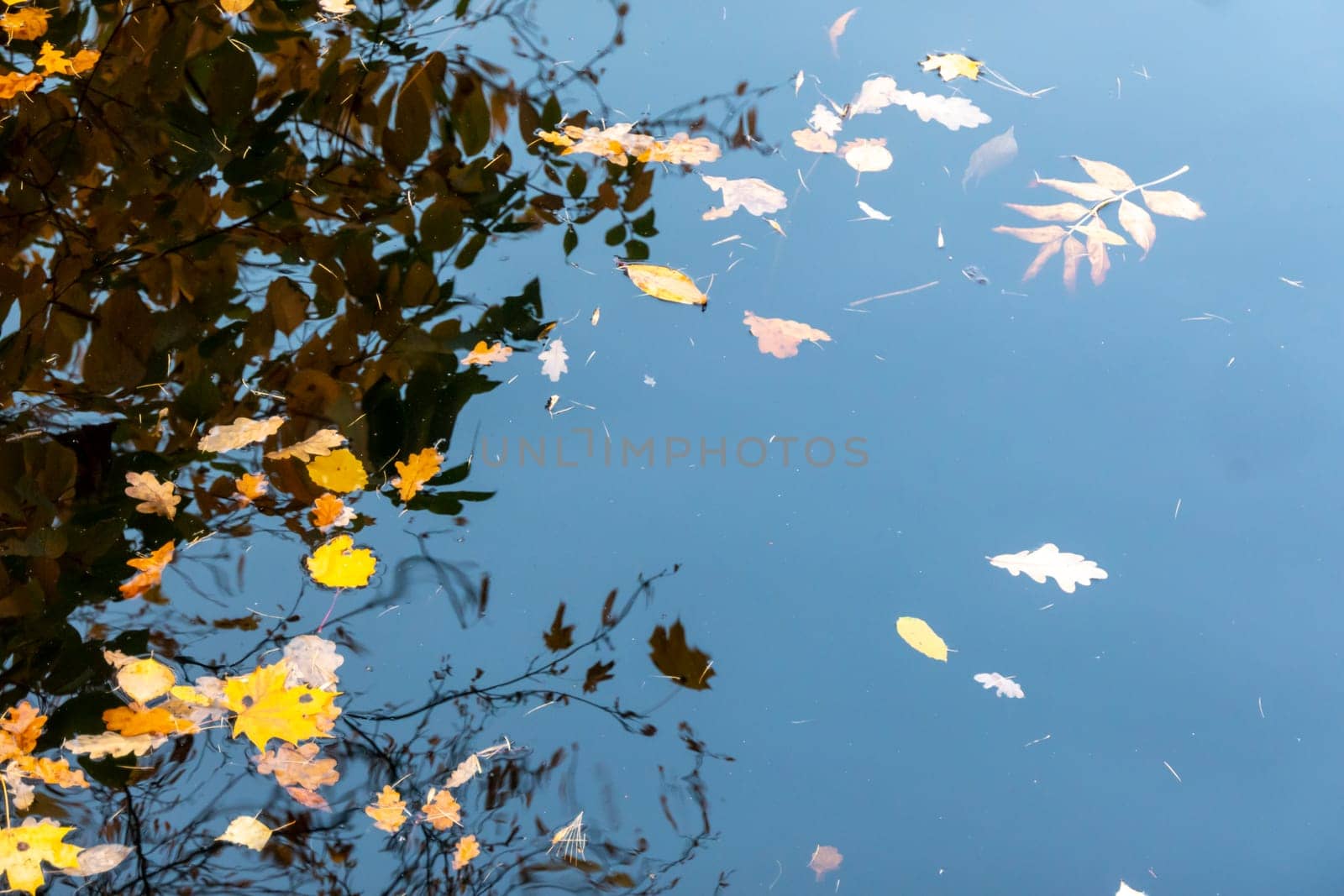 Colourful fall leaves in pond lake water, floating autumn leaf. Fall season leaves in rain puddle. Sunny autumn day foliage. October weather, november nature background. Beautiful reflection in water