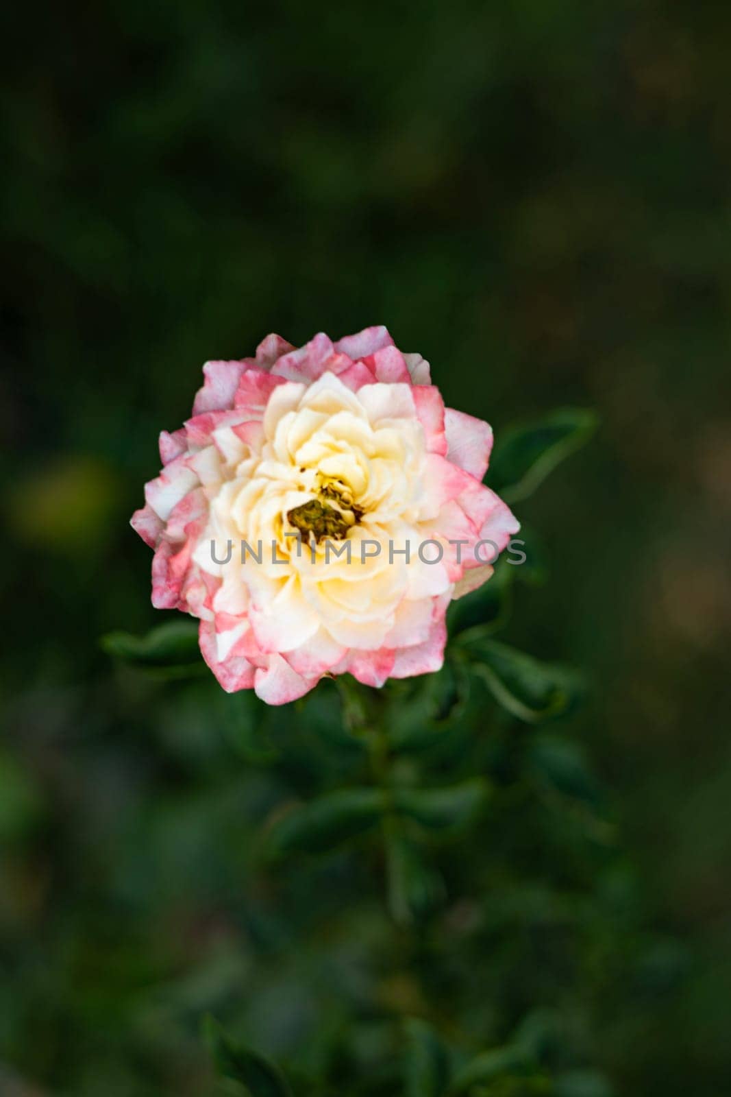 Close-up of pink and white roses in garden. Surrealistic dreamy outdoor photo of a pink white shining rose on blurred natural background.