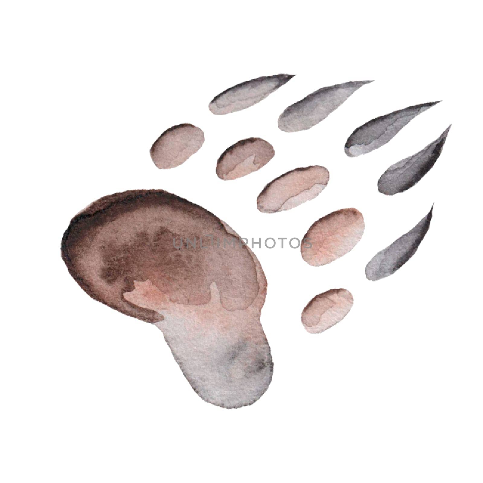 Animal footprint watercolor. Hand drawn drawing of a wild animal paw print. Clip art isolated on white background. Bear, wolf, dog or tiger. For stickers, educational cards or posters in the children's room. High quality photo